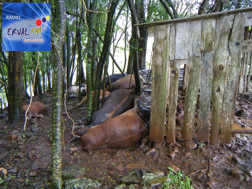 Raio mata 12 bovinos no interior de Erval Velho