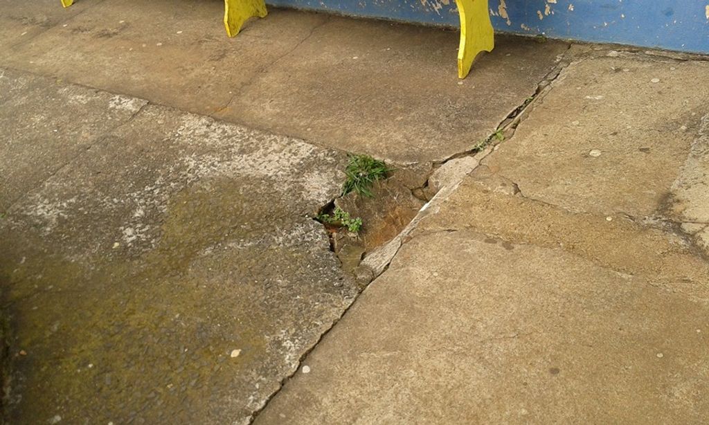 Cães são mortos por envenenamento em Joaçaba