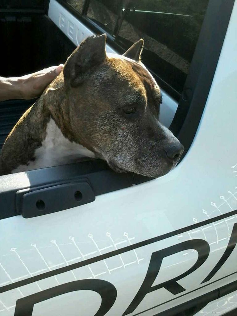 Cachorro que foi atropelado está à espera do dono