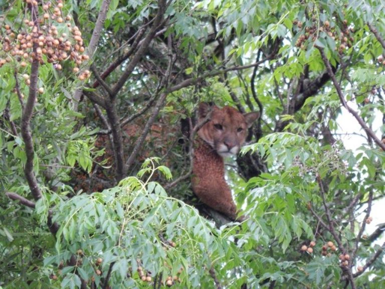Onça em árvore na maior cidade do Oeste