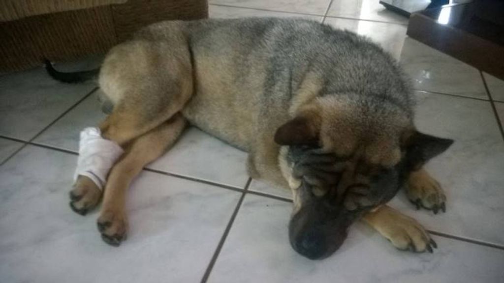 Cão é baleado e situação vira caso de polícia