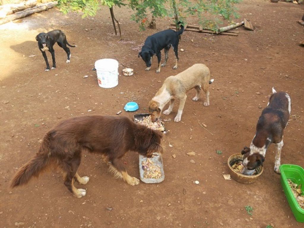 Nove cães abandonados estão esperando por um novo lar