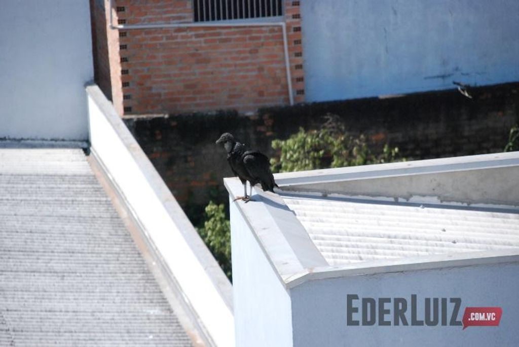 Urubus invadem espaço de creche e causam transtornos