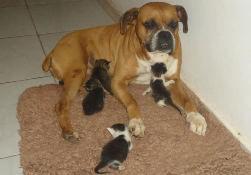 Cachorro salva quatro gatos em Erechim
