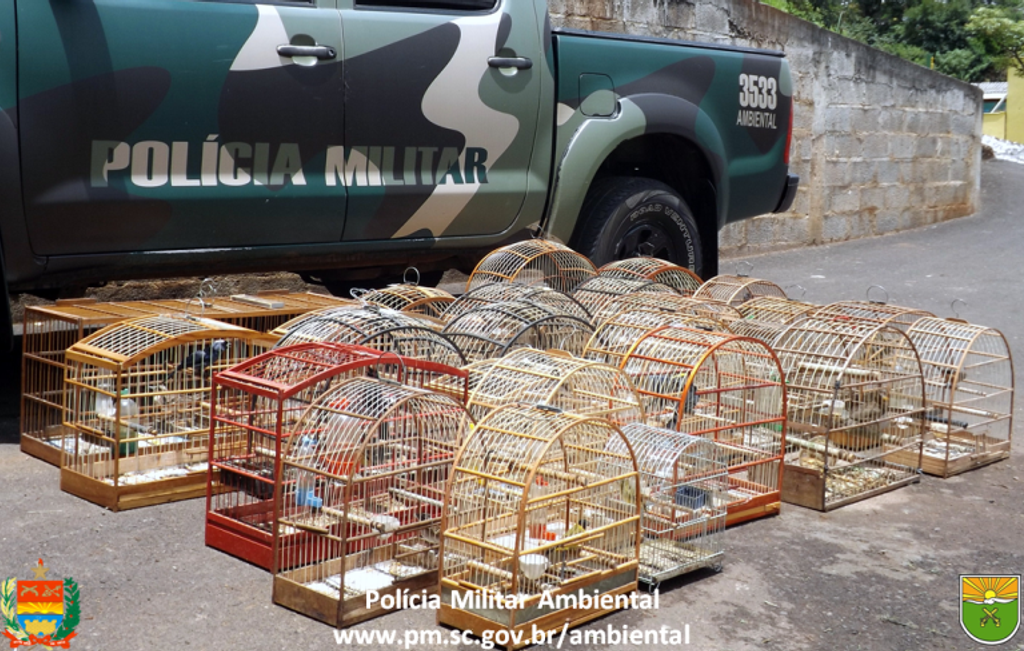 Pássaros silvestres criados ilegalmente são apreendidos pela PM Ambiental