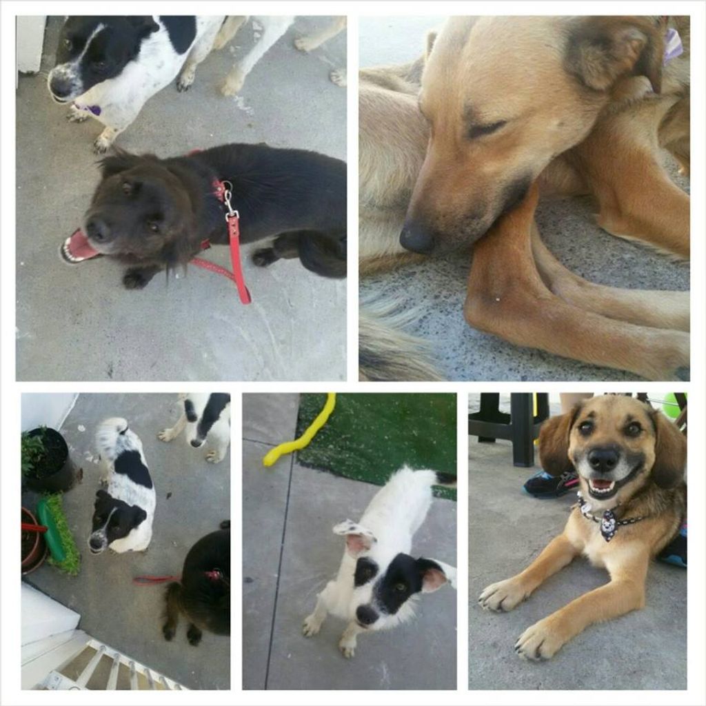 Cães resgatados e tratados pela ONG Amigos dos animais estão para adoção