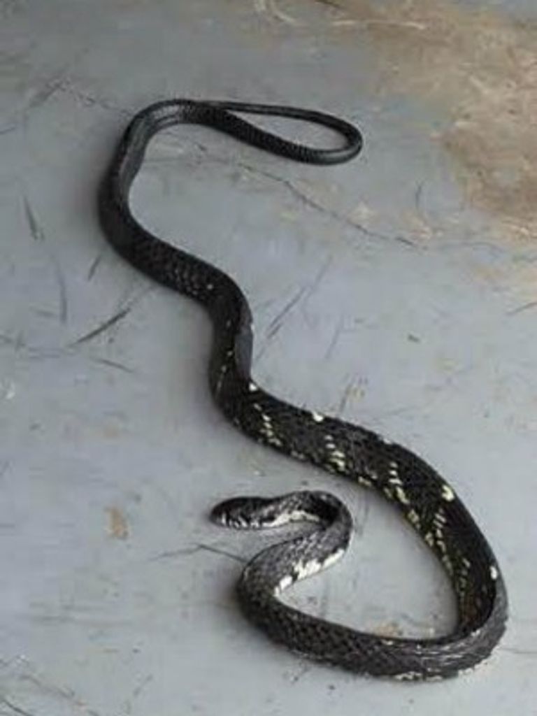 Cobra de quase 2 metros é capturada em pátio de casa