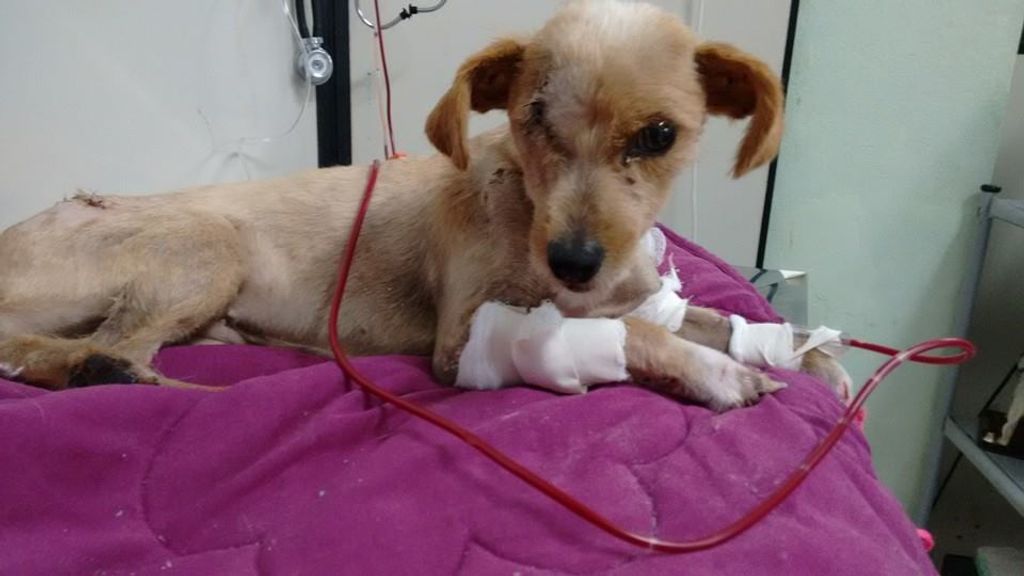 Voluntários pedem ajuda para cadela que foi esfaqueada