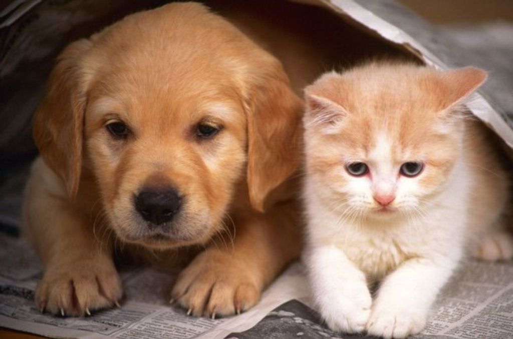 Município de Luzerna conta com mais de 2500 animais domésticos