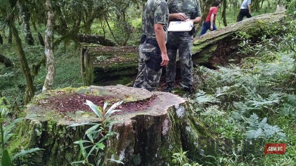 Crime ambiental – Árvores com mais de 300 anos são derrubadas no interior de Água Doce