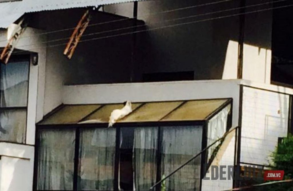 Assista – Bombeiros resgatam cachorro preso em telhado em Joaçaba