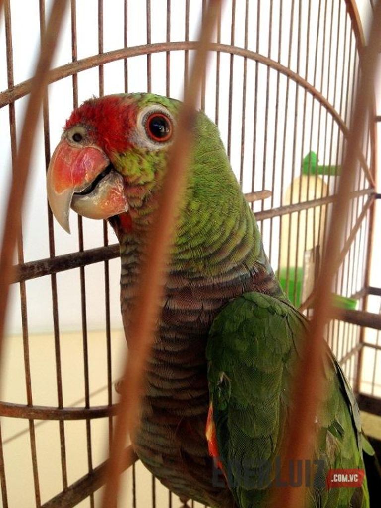 Aves silvestres são apreendidas em operação da Polícia Militar Ambiental