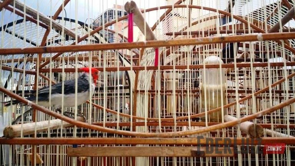 PM Ambiental apreende pássaros silvestres e aplica multa de R$ 24 mil