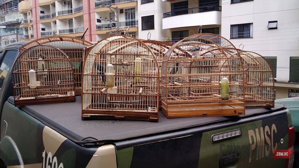 PM Ambiental apreende pássaros silvestres e aplica multa de R$ 24 mil