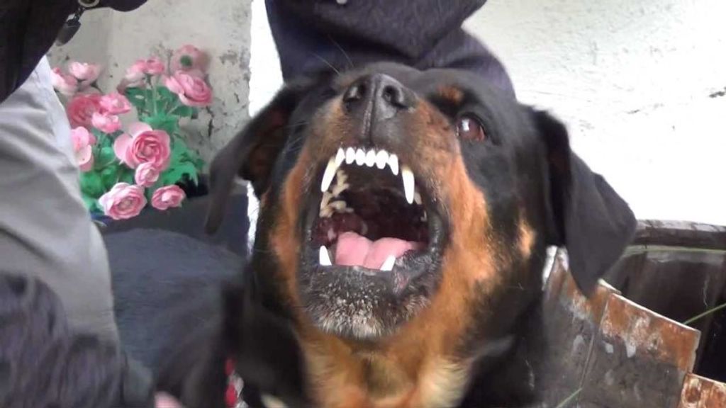 Policiais usam arma de choque para conter cão que ameaçava pessoas