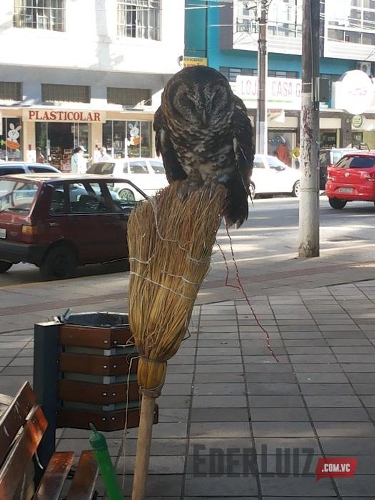 Coruja pousa em vassoura e atrai a atenção na praça central em Joaçaba