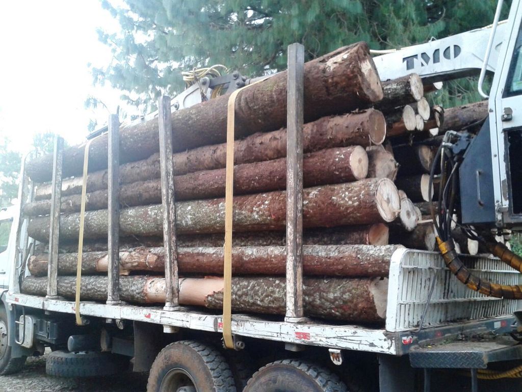 Polícia Ambiental prende duas pessoas por falsificação de documentos em serraria