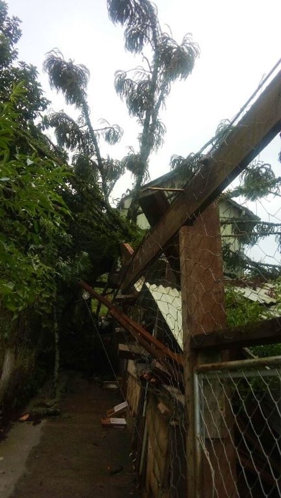 Vento derruba pinheiro e parte de uma casa foi atingida