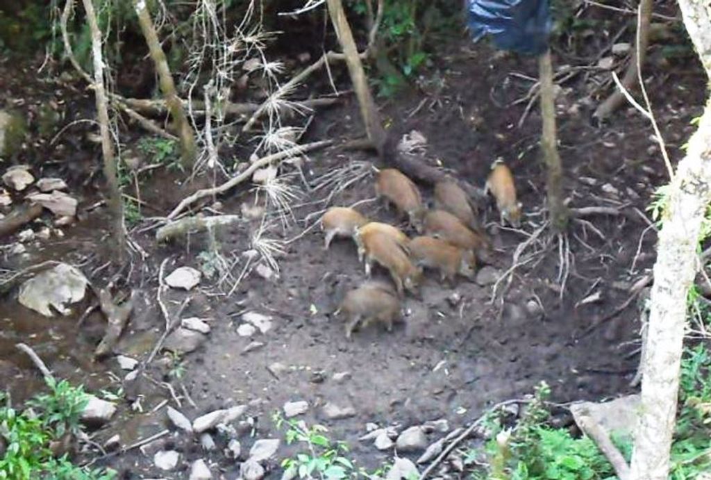 Aumento na população de javalis preocupa produtores rurais da região