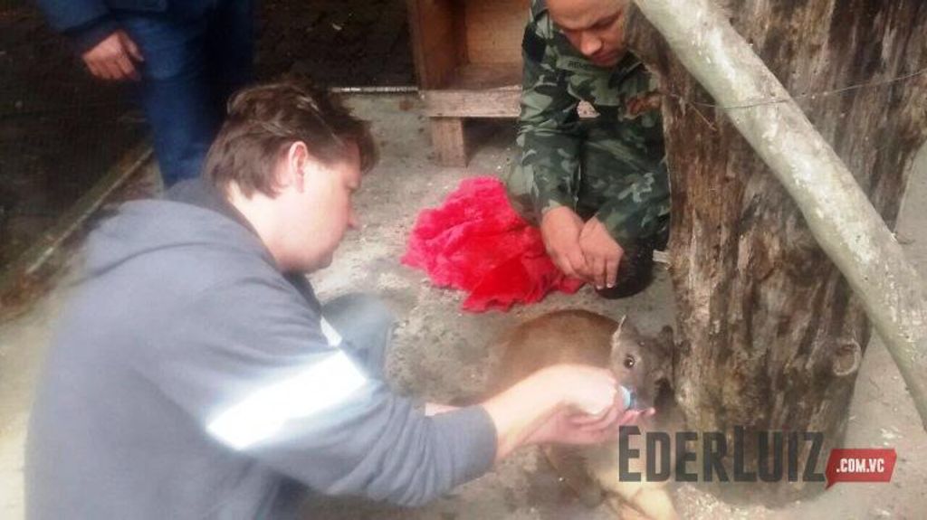 PM Ambiental tenta recuperar fêmea de veado mateiro que foi atropelada