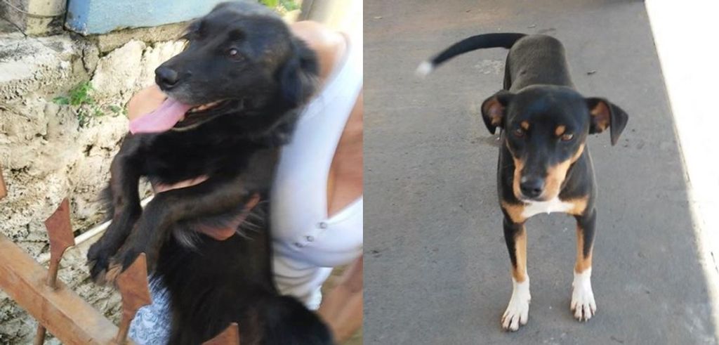ONG procura por dois cães que desapareceram