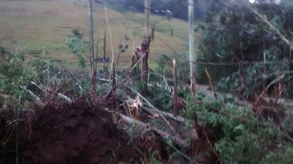 Fortes ventos arrancaram árvores pela raiz no interior de Joaçaba