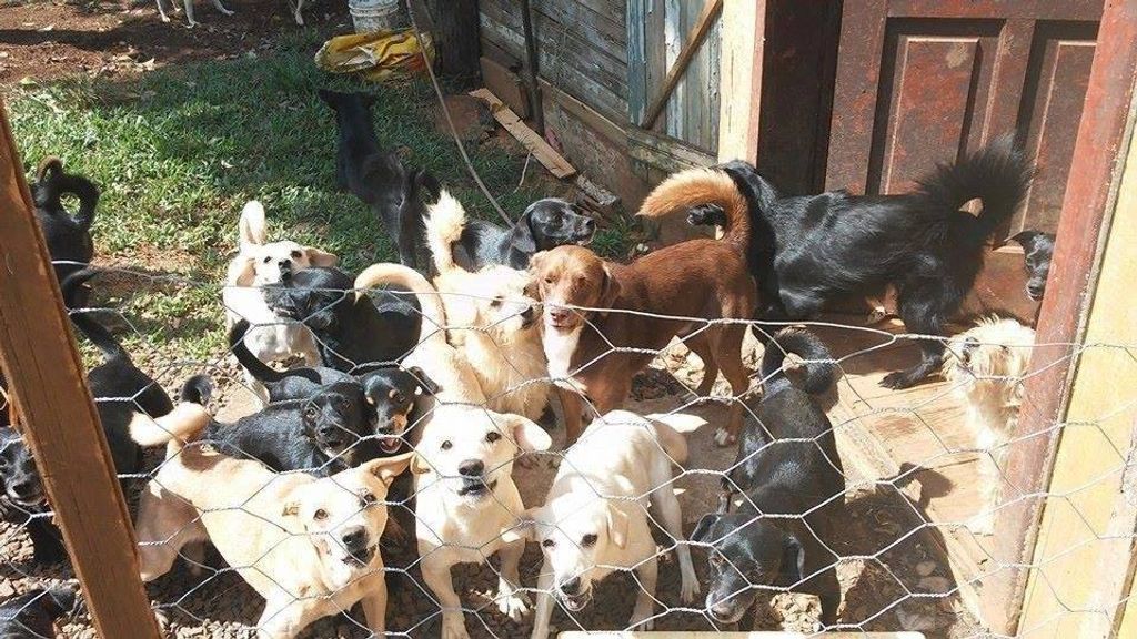 Cães que pertenciam a senhora que foi assassinada precisam de um novo lar