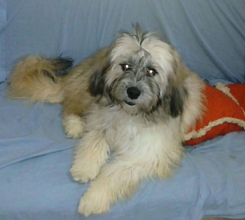 Cachorra de raça levada durante furto é encontrada