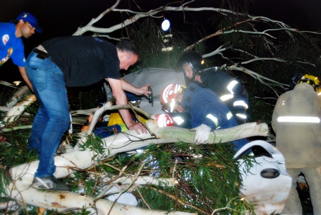 Colocação de cartazes em árvore que caiu sobre carro revolta usuários da BR-282