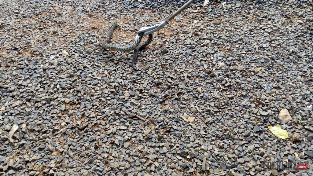 Moradores levam susto com jararaca em quintal de casa de Herval d´Oeste