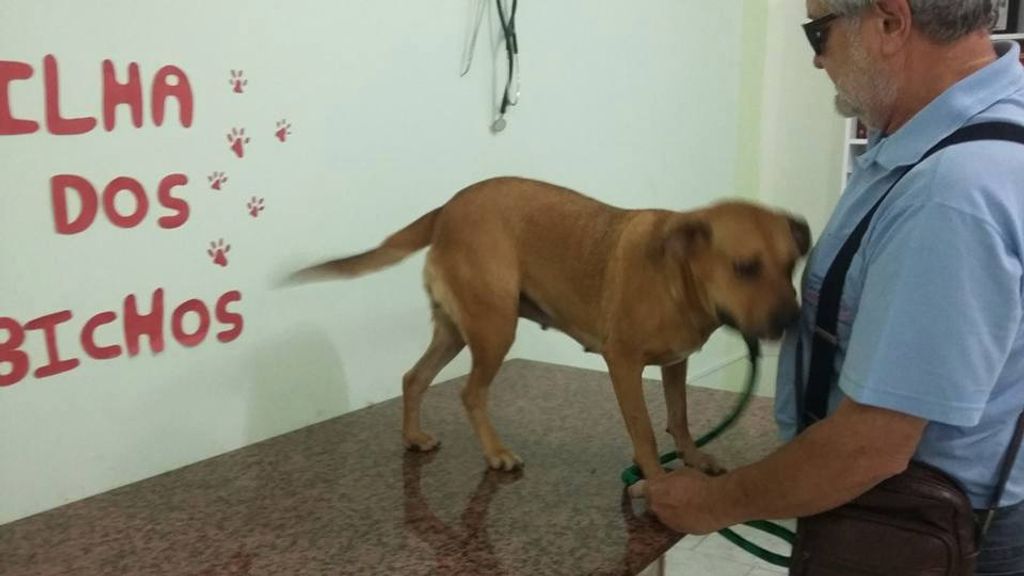 Alerta! Cães são atacados por cobra jararaca em Herval