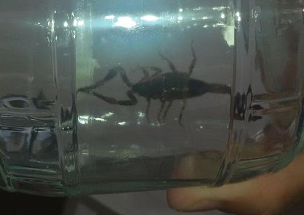 Perigo! Moradora encontra escorpião dentro de casa em Joaçaba