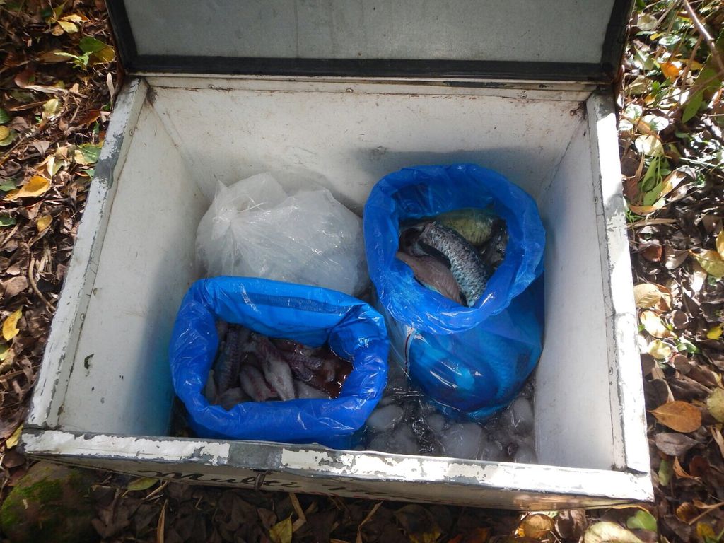 PM Ambiental apreende grande quantidade de peixes durante ocorrência de pesca ilegal