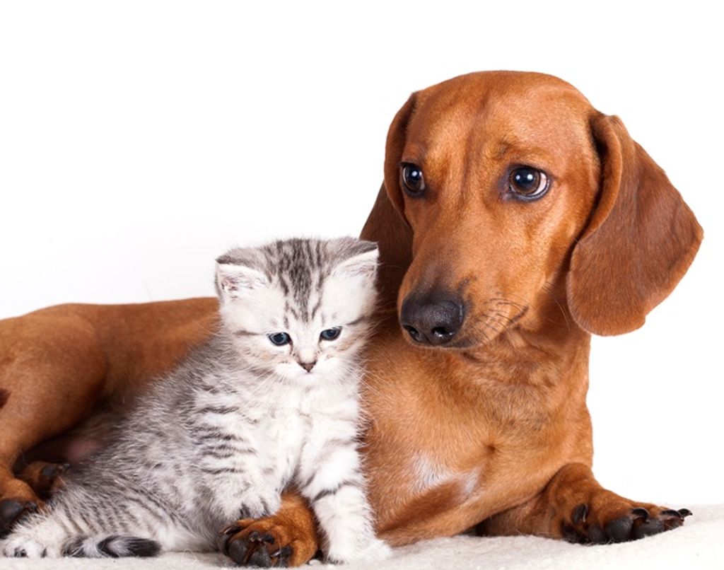 Lei que disciplina a criação de cães e gatos é aprovada em Joaçaba