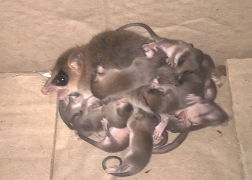 Que bicho é esse?
