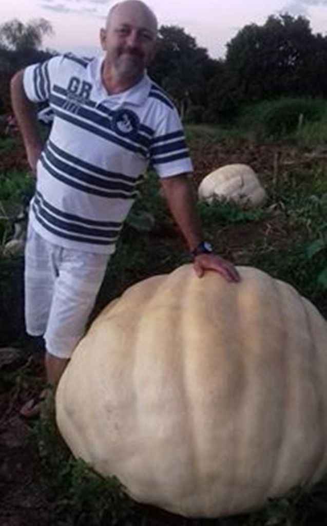 Agricultor colhe abóboras com 200 kg no interior de Piratuba