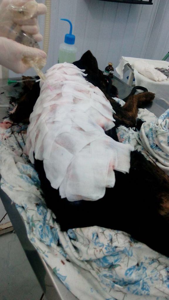Cachorro queimado morre e reascende a luta contra os maus-tratos aos animais