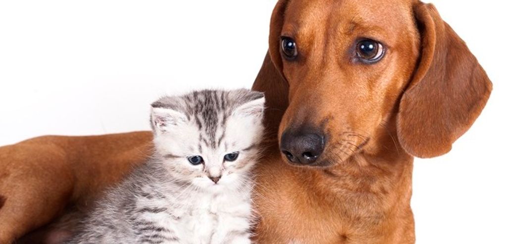 Lei que regulamenta posse, criação e comercialização de cães e gatos foi sancionada em Joaçaba
