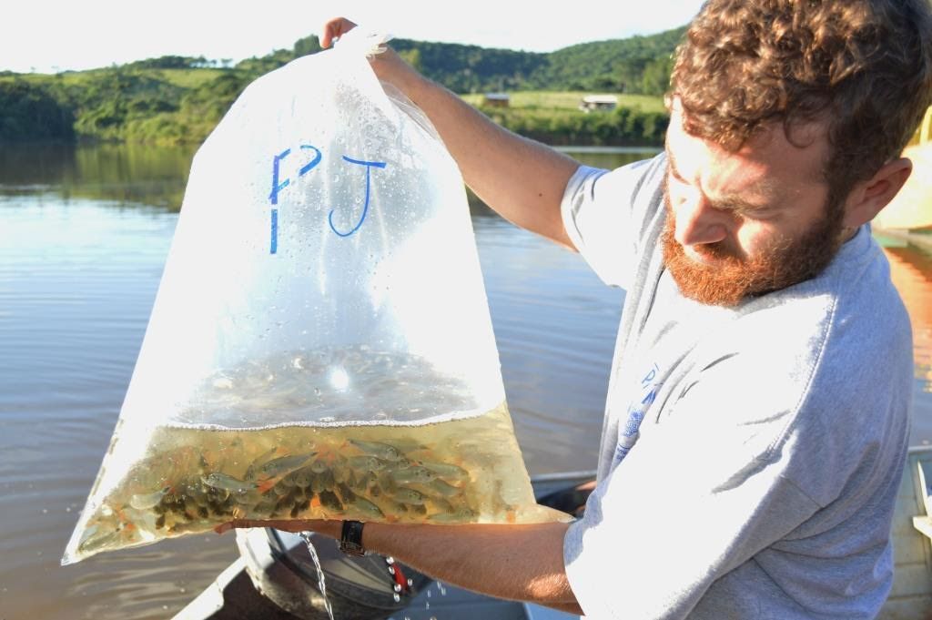 Lago da usina de Campos Novos recebe mais de 6 mil alevinos para repovoamento
