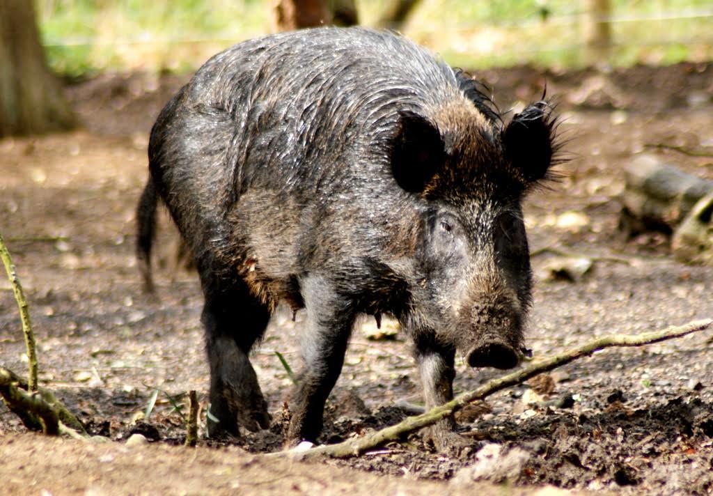 Comunidades rurais da serra e oeste de SC estão ameaçadas por javalis