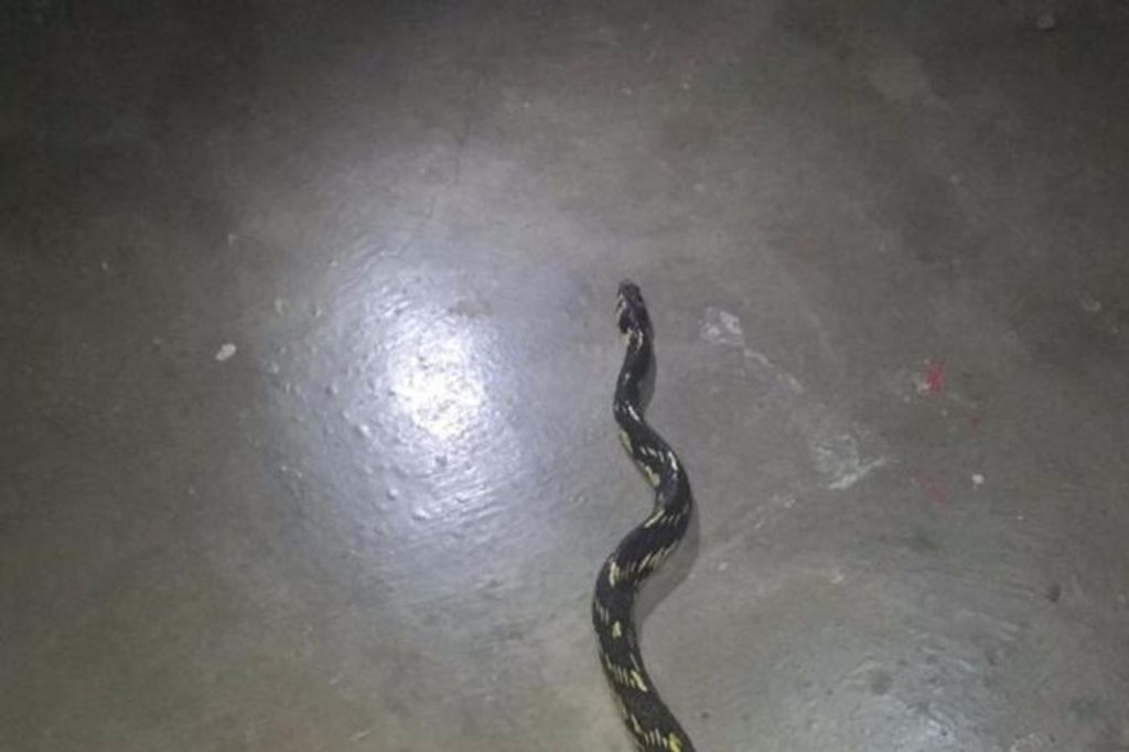 Casal encontra cobra de um metro e meio dentro de carro em Schroeder