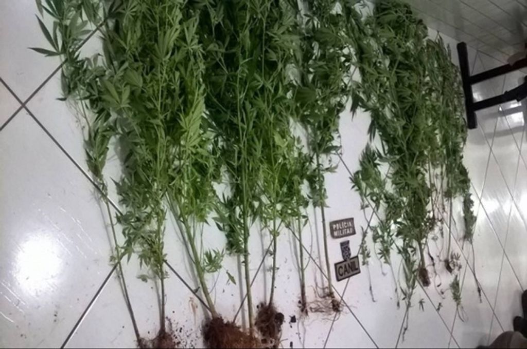 Polícia apreende pés de maconha, drogas, armas, dinheiro e munições em Videira