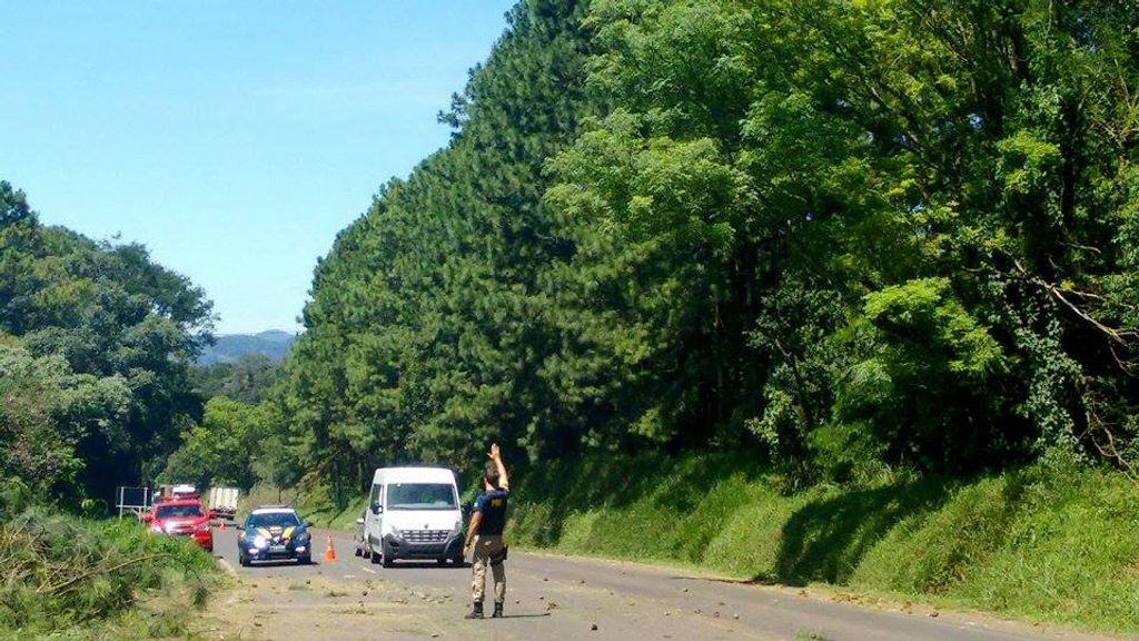 Árvores às margens da BR 282 que ameaçavam desabar são derrubadas