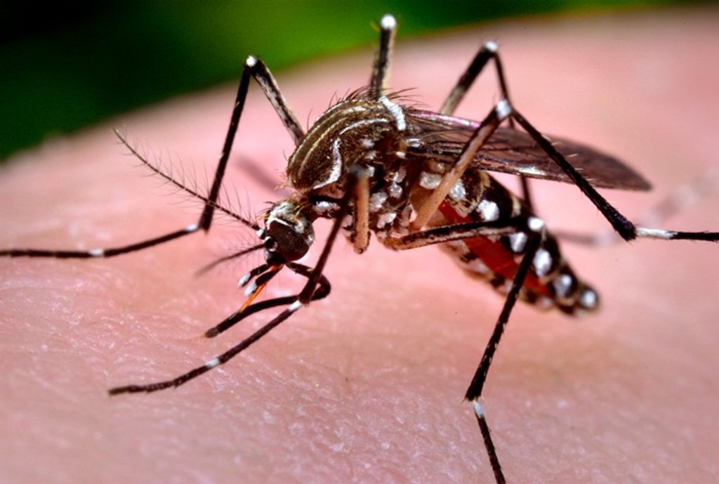Unoesc promove mesa-redonda sobre o mosquito Aedes aegypti
