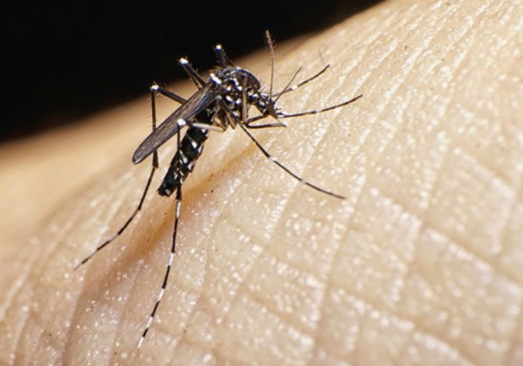 Novos focos do mosquito da dengue são encontrados em Catanduvas