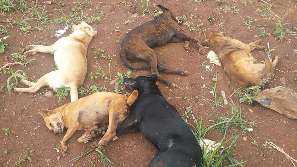 OAB de Joaçaba emite nota de repúdio ao caso de enevenenamento de animais no Bairro Armindo de Medeiros