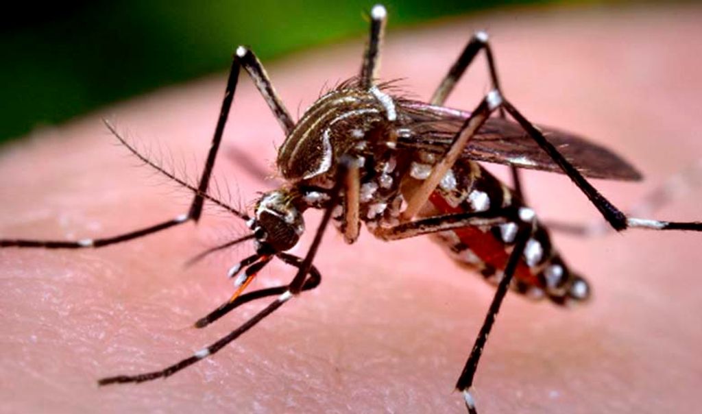Larvas do mosquito da dengue são encontradas em Joaçaba, mas não há registro da doença