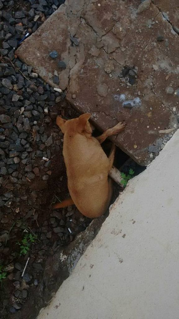 Vários Cães são envenenados e mortos em Joaçaba