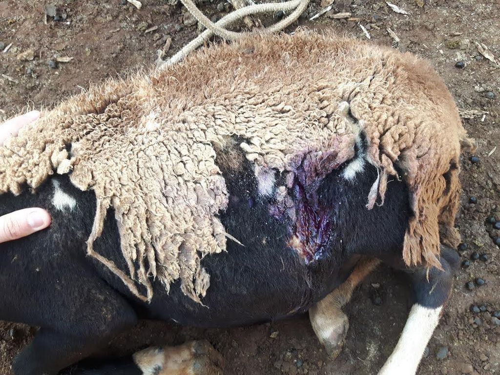 Ataque de cães a ovelhas em propriedade de Joaçaba revolta criadores