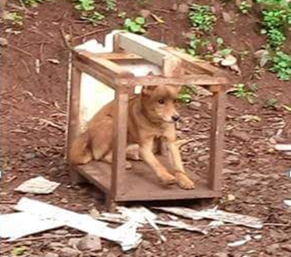 Campanha pede doações de casinhas e cobertores para os animais carentes